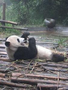 Lazy Panda Bear