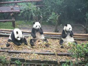 Panda Bear Sanctuary 4