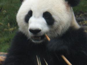 Panda Bear Sanctuary 5
