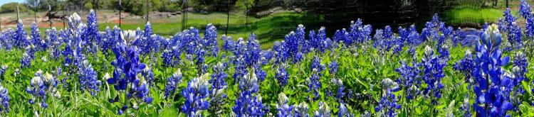 Texas Wildflowers Bluebonnets 4