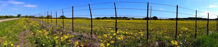 Yellow Texas Wildflowers - Texas Hill Country
