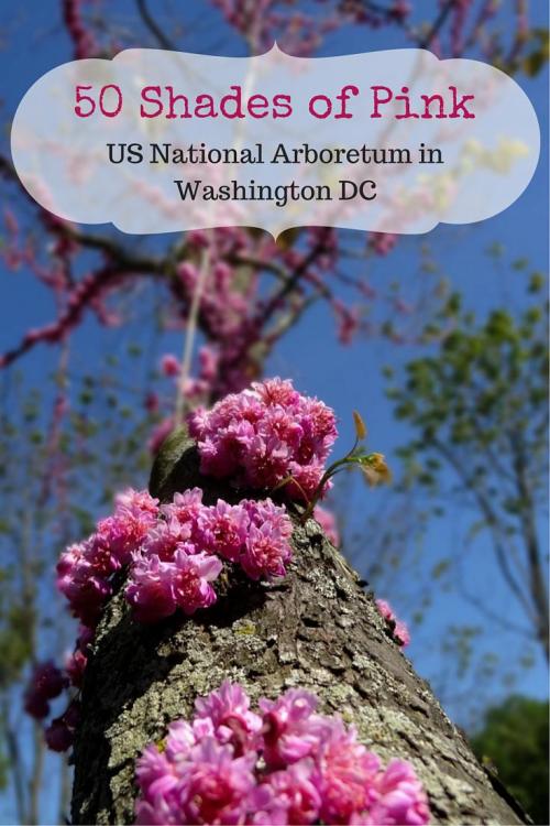 US National Arboretum in Washington DC - 50 Shades of Pink Photo Essay