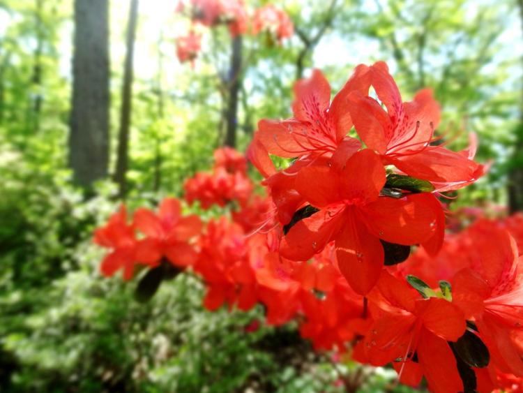 Arboretum Washington DC Azalea Bloom