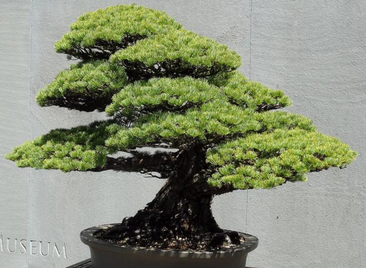 Arboretum in Washington DC - Bonsai Exhibit