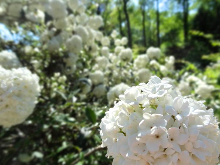 Asian Valley Arboretum in Washington DC