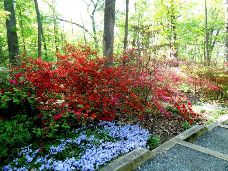 Azalea Bloom at the Arboretum in Washington DC