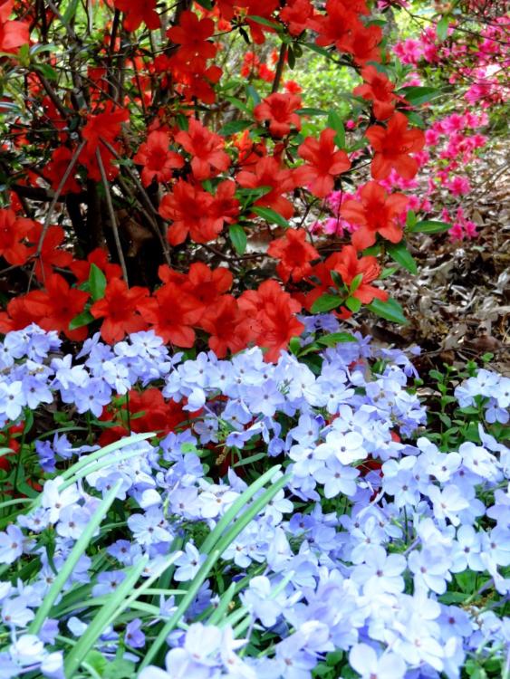 Red Azaleas at the Arboretum in Washington DC