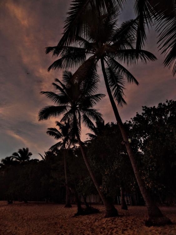Palm Trees at Dusk - Sosua Beach Dominican Republic