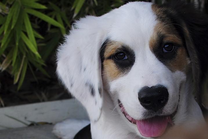 My Travel Buddy Robby (Greetings from San Diego