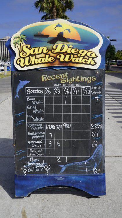 Whale Watching in San Diego with San Diego Whale Watch 