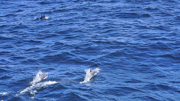 Whale Watching in San Diego - Pod of Dolphins