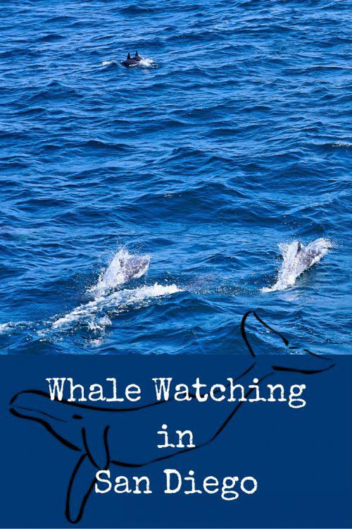 Whale Watching in San Diego: What is the best time to go Whale Watching in San Diego? What you should bring on your Whale Watching adventure and many more tips to make your whale watching trip an adventure you never forget!