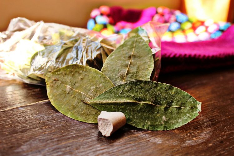 Coca Leaves - Coca Museum La Paz - Things to do in La Paz